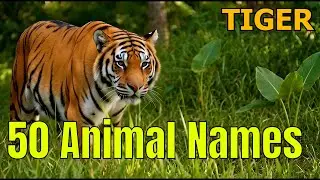 50 Animal Names and Sounds | Fun Learning for Kids