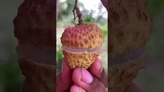 Short Video Tour: Exotic Fruits and Nature🌴🌴🌴🌴#natural #shortvideo