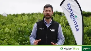 KEYBRI&reg; Ultra, powerful, new downy mildew control