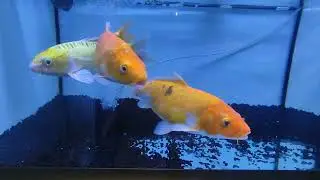 MY 3KOI fish/ singing birds #naturemeditation #soundofnature #insomniarelief #100million #pinoyofw