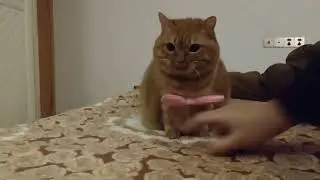 Measure the girl s leg at the speed of light#cat