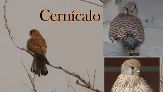 06 Cern&iacute;calo #faunanavarra #cernicalo