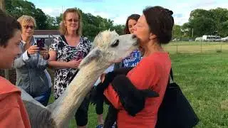 Alpaca yoga