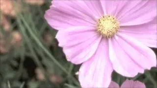 Marisa Monte - Aquela