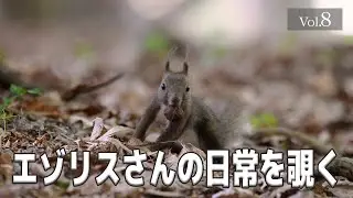【エゾリスさんの日常を覗く】 Vol.08　#エゾリス #北海道 #野生動物 #癒し