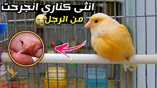 علاج جرح في رجل الكناري