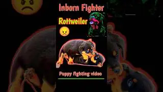 How to stop Rottweiler puppies from fighting😡||#shorts