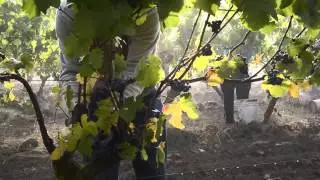 Chehalem Harvest 2012