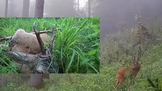 Jagd im Mariazellerland 2023 Teil 3