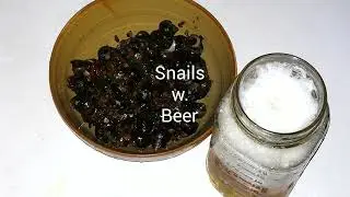 Snails w. Beer