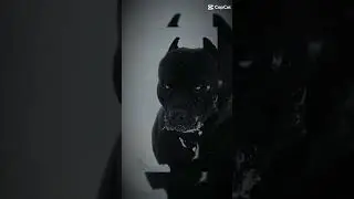 пидбуль 🤩😍лайк и подписка😝😜