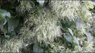 Klimplanten: de Clematis, een 'Wintergroene' klimmer?