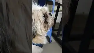 When Prezzy has something to say ❤️#shorts #ytshorts #youtubeshorts #dogs #prezzy #shihtzu #funny :)