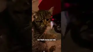 Polite cat 🐱