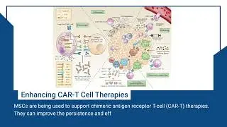 MSCs in Immunotherapy #MSCImmunotherapy #MSCs #Primarycells | Kosheeka