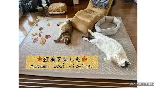 紅葉狩り🍁/Autumn foliage viewing 🍁