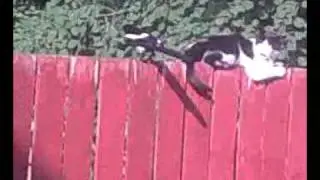 pink & the magpie 6