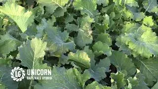 Unicorn a new rape kale hybrid brassica from Limagrain UK