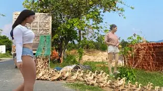 Full:Video Effective Duck Farming Techniques and How to Transport Ducks to New Fields
