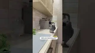 African Grey Parrot Shows Emotional Talking Moments