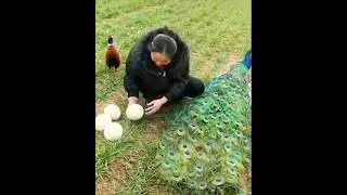 Peacock laying eggs🦚// Peacock video // Amazing wildlife video// #wildlife #peacock #egg