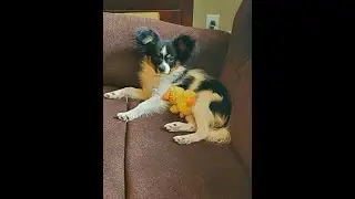 Puppy Comparison