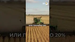 Самая высокая урожайность сои в России! #соя #урожай