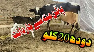Friesen Jersey Cross Cow For In Pakistan 03001921999 Geo Animal TV 6 January 2026