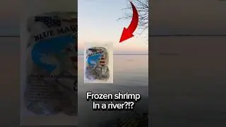 Что можно поймать, используя замороженные креветки? 🤷&zwj;♂️ #шорты #рыбалка