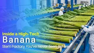 Inside a High-Tech Banana Stem Factory You&rsquo;ve Never Seen Before