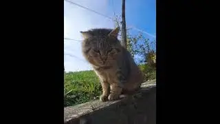 Va&scaron;ke muce