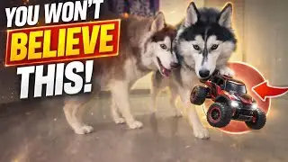 My Husky STOLE the RC Car 😳
