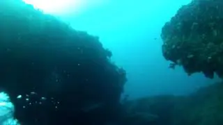 Afridive Protea Banks diving with Sandtiger Sharks 3