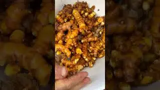 Ginger Turmeric December 25th Harvest Florida