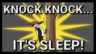 Warning This Woodpecker Sound May Knock You Out Fast! 🌙