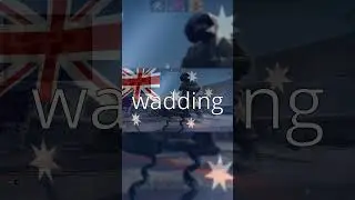 The Aussie MM Experience (Friendly Edition)