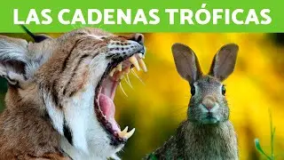 ¿Qué es una CADENA TRÓFICA? 🐇🦌 (Tipos, EJEMPLOS y Diferencia entre CADENA TRÓFICA y RED TRÓFICA)