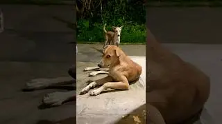 Motu cute Dog || #reels #dog #puppy #mha #shorts
