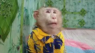 Monkey Yoko so lonely while brother Koko free in Jungle