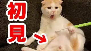 【閲覧注意】歯ブラシで猫をマッサージをしたらおちんちんが出てきた