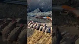 Successful day of dove hunting.