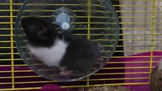 200 na sat #shortvideo #funny #youtubeshorts #tiktok #animals #trending #fun #like #kidsvideo #yt