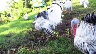 Royal Palm Turkey Display and Warning of Hawk