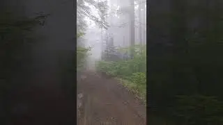 Spooky lonely mountain road in foggy woods #nature #beautiful #fog