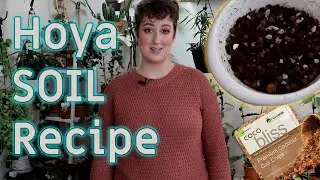 HOYA Potting Mix: Ratios & Tips! | DreamsofHoya