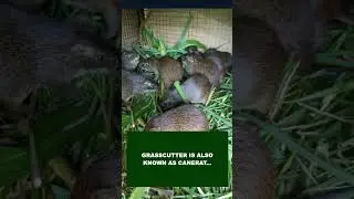 Secrets to Profitable Grasscutter Farming #shorts #grasscutter #farming #rabbitfarming #subscribe