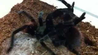 Tarantula Mating: Brachypelma vagans (Mexican Red Rump): Spiders-N-Inverts #3
