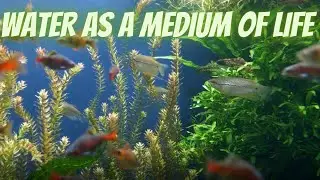 Water As A Medium Of Life