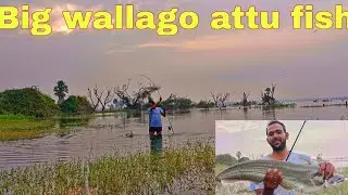 Wallgo attu fishing in dangerous Deep area fishing  🎣 #wallagoattufishing