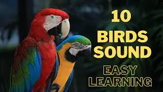 Birds Sound for children | Easy Learning